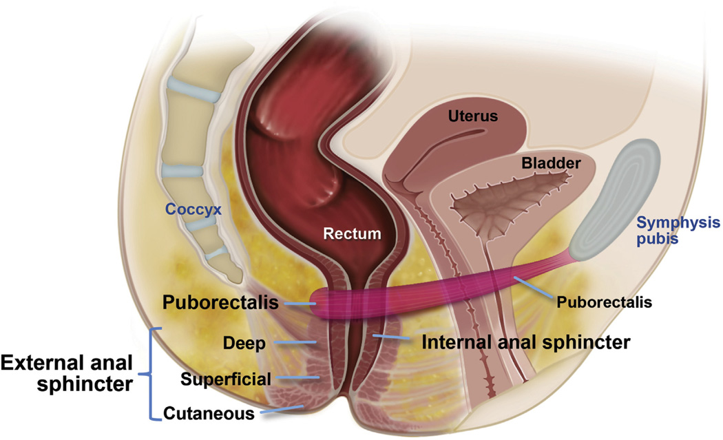 Inertie colique, rectum
